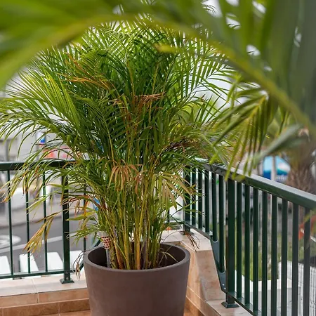 Bungamericas - Sea View Playa De Americas 아파트 *